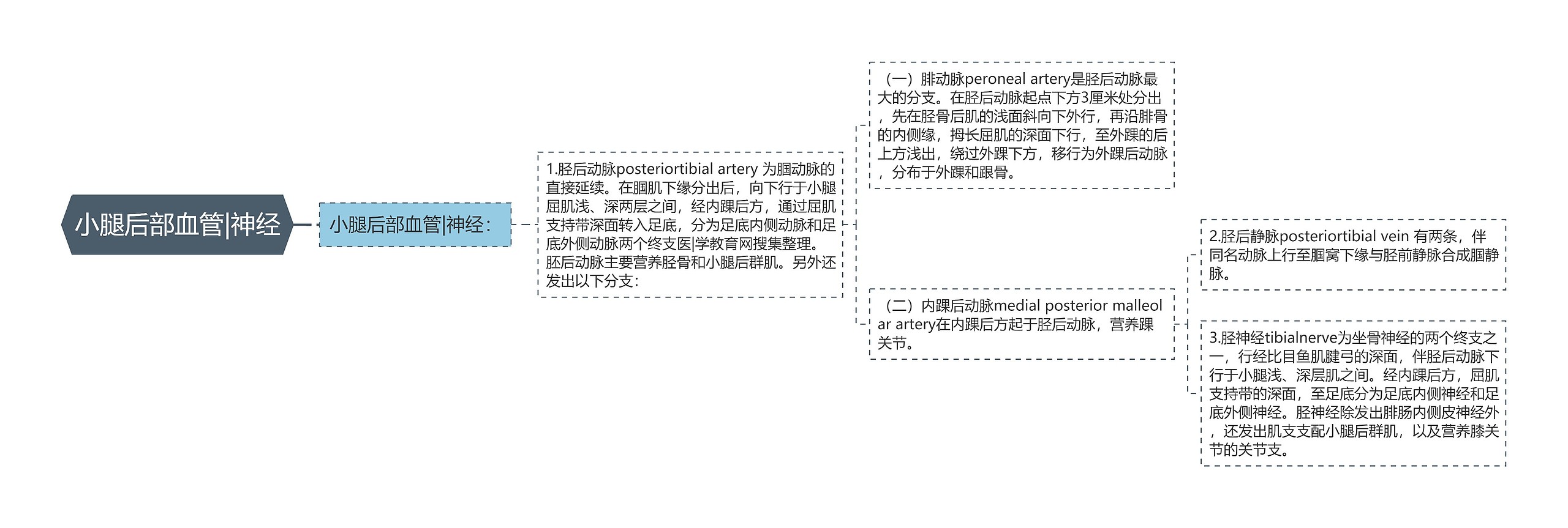 小腿后部血管|神经思维导图