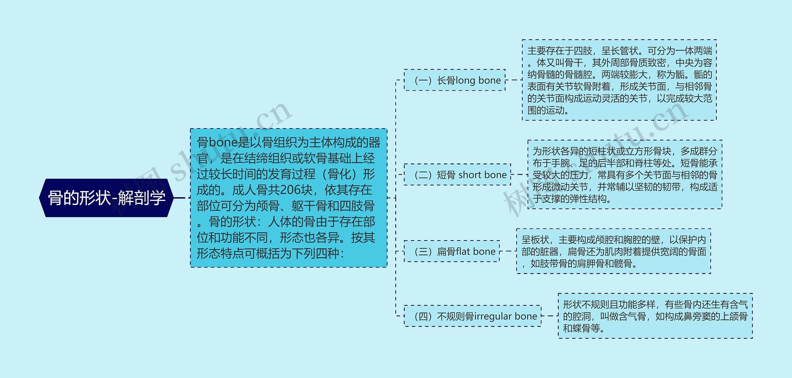 骨的形状-解剖学