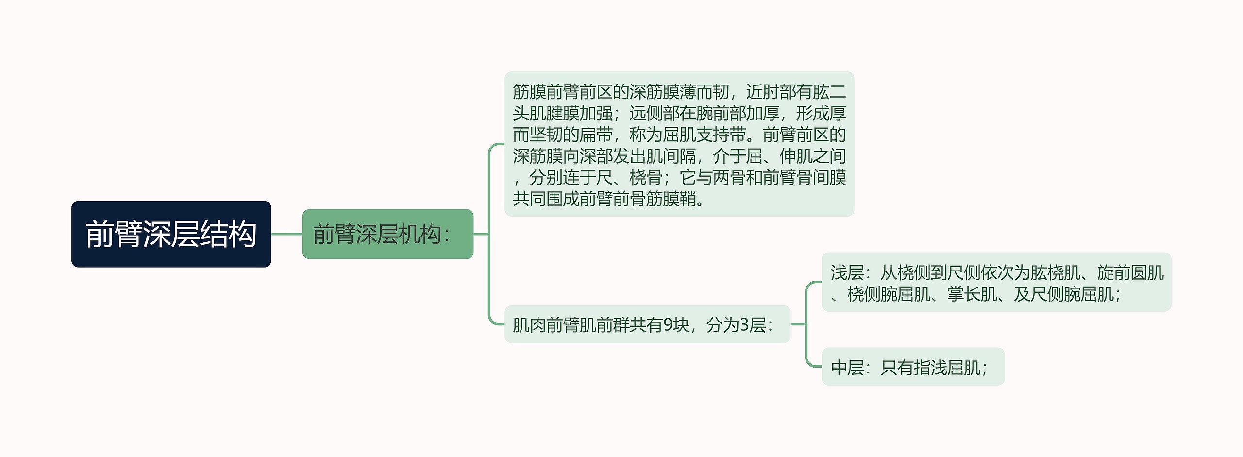 前臂深层结构思维导图