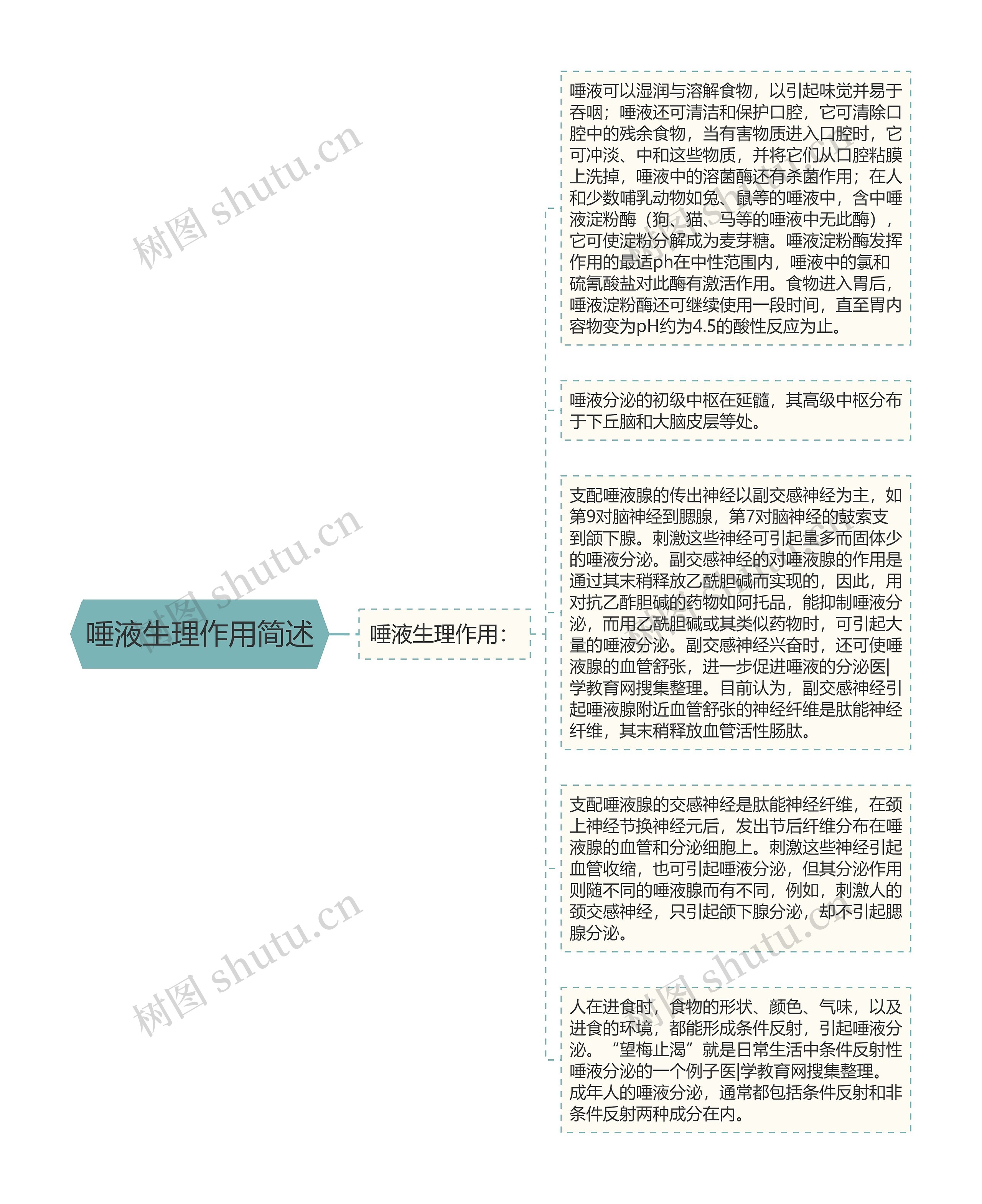 唾液生理作用简述