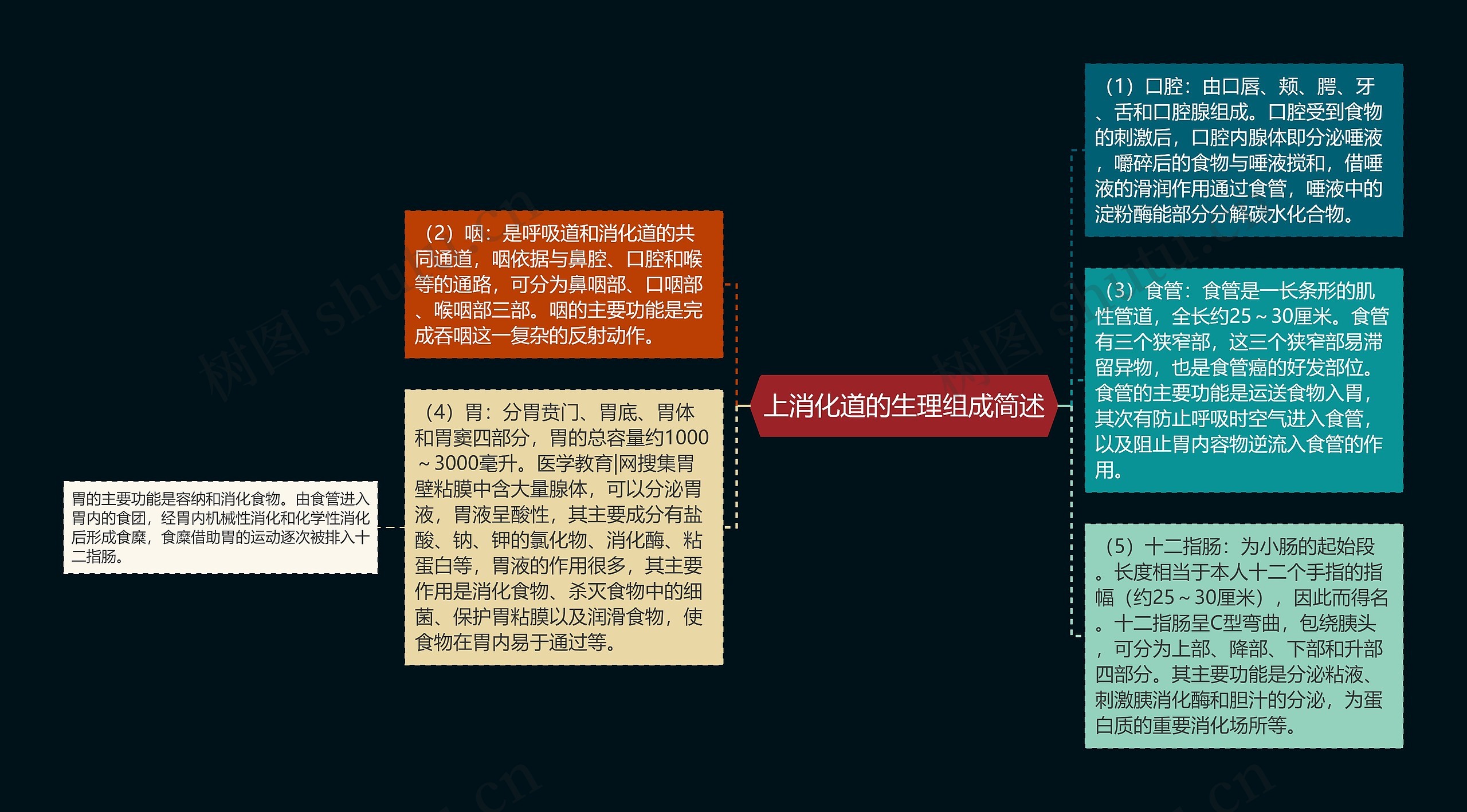 上消化道的生理组成简述