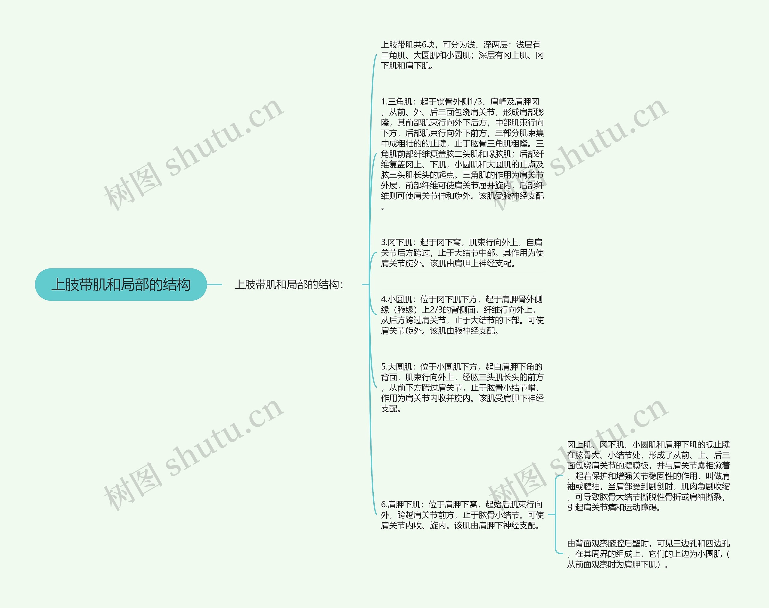 上肢带肌和局部的结构思维导图