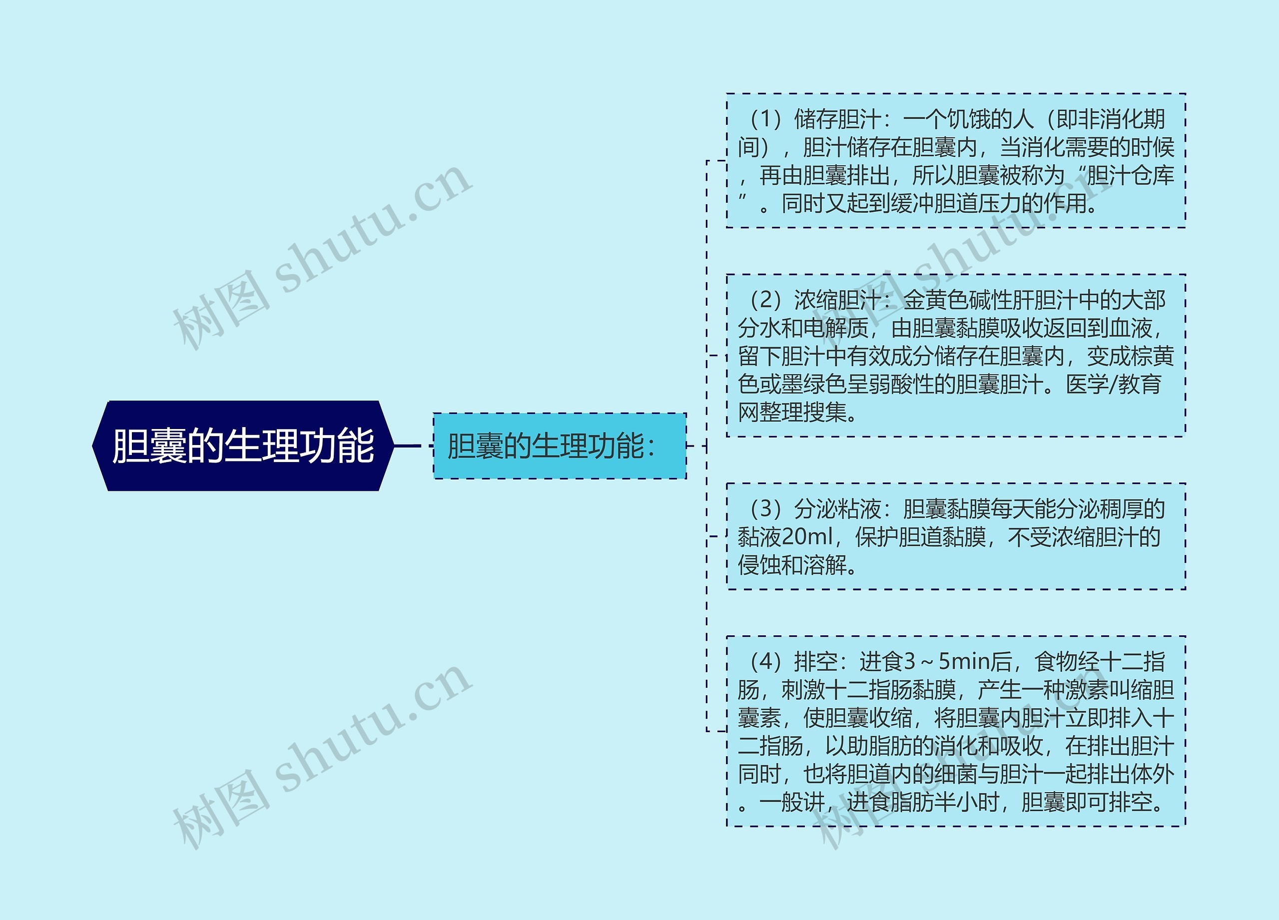 胆囊的生理功能