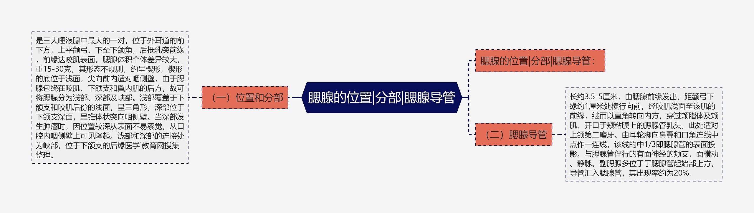 腮腺的位置|分部|腮腺导管