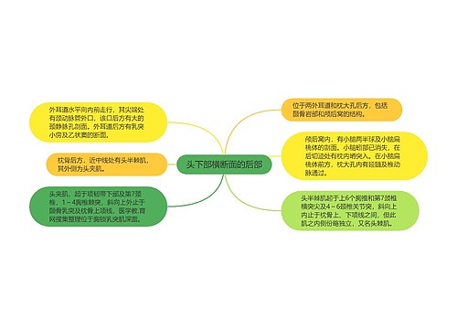 头下部横断面的后部