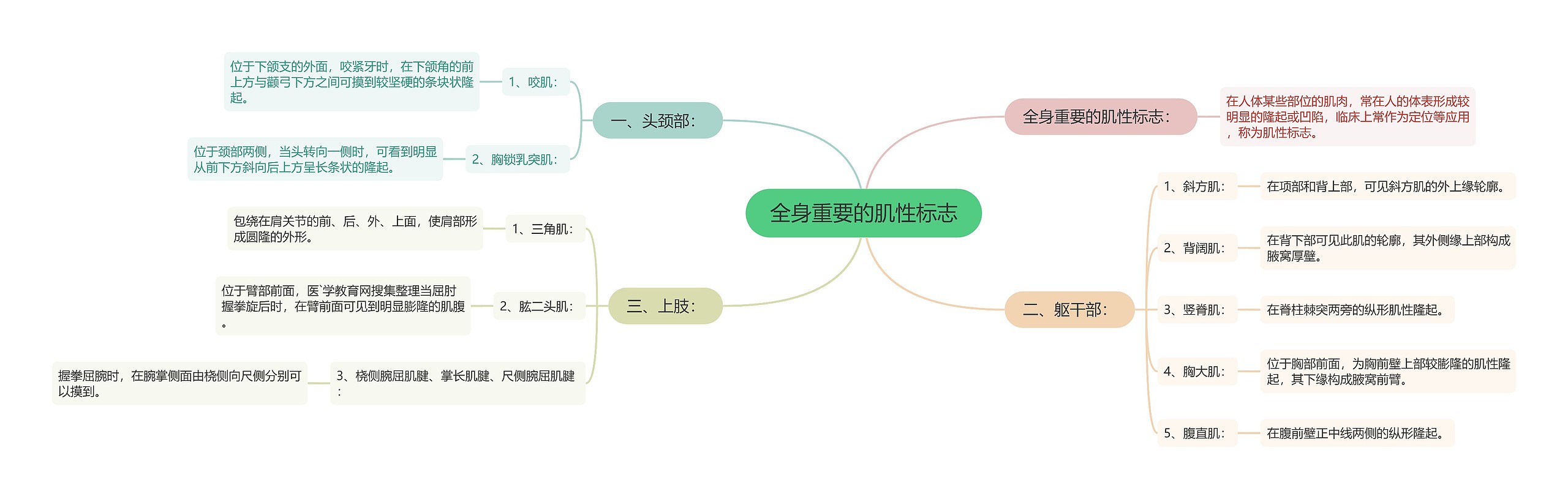 全身重要的肌性标志