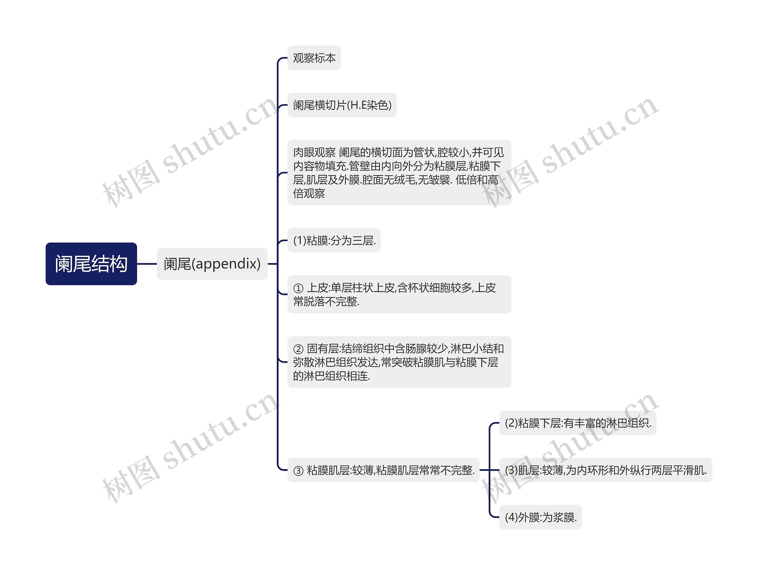 阑尾结构 阑尾结构