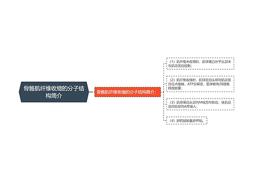 骨骼肌纤维收缩的分子结构简介