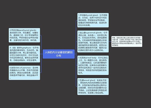 人体的内分泌器官的解剖分布