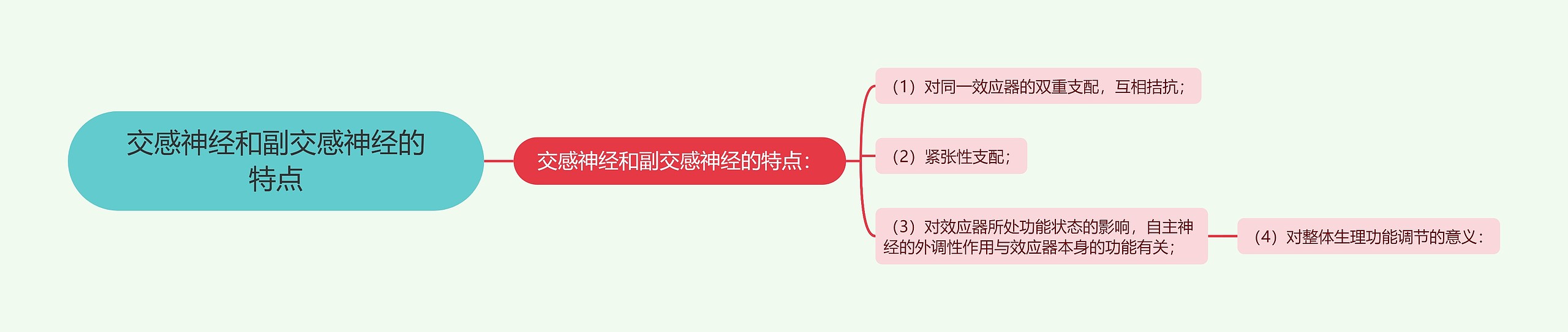 交感神经和副交感神经的特点