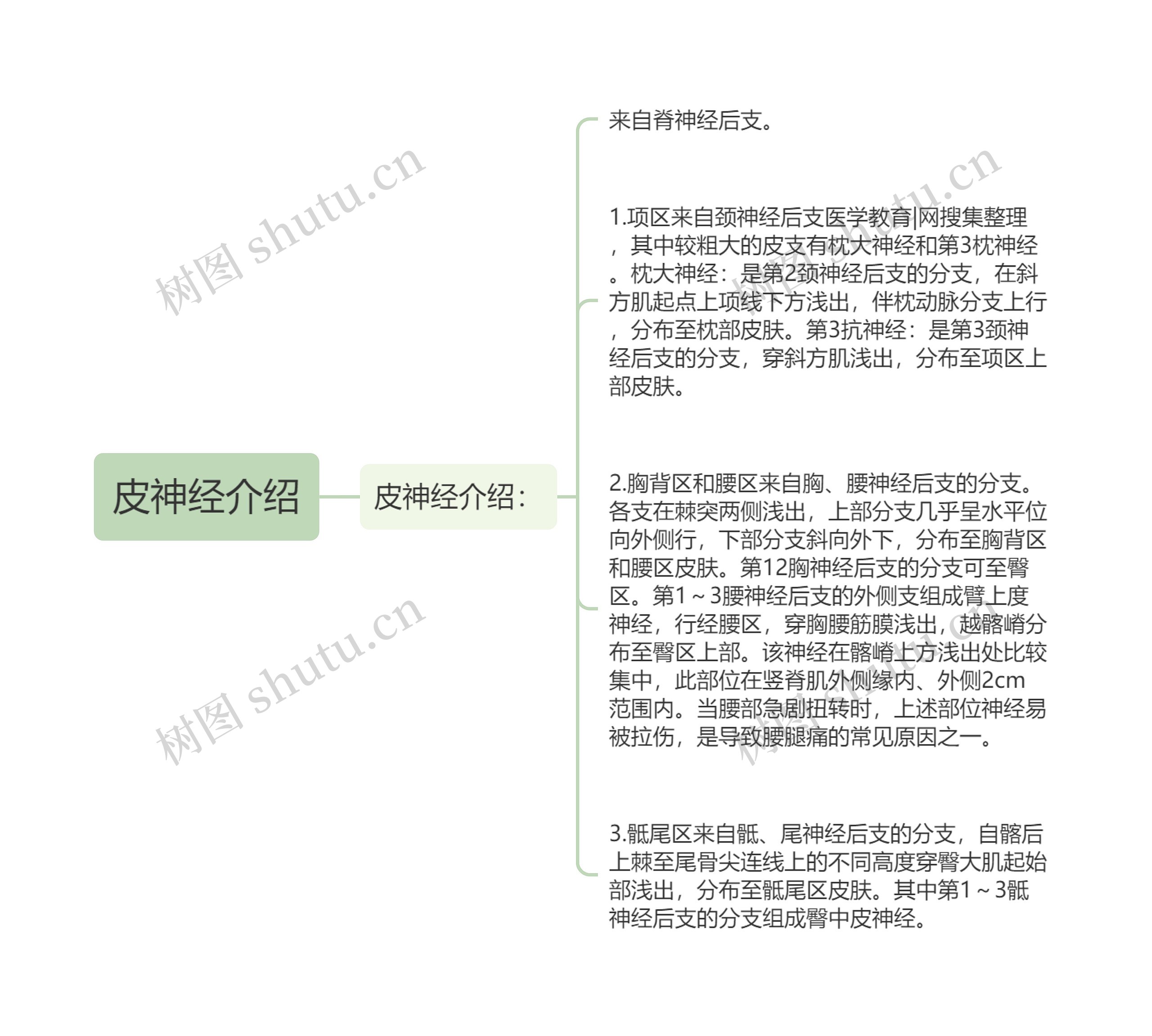 皮神经介绍 皮神经介绍