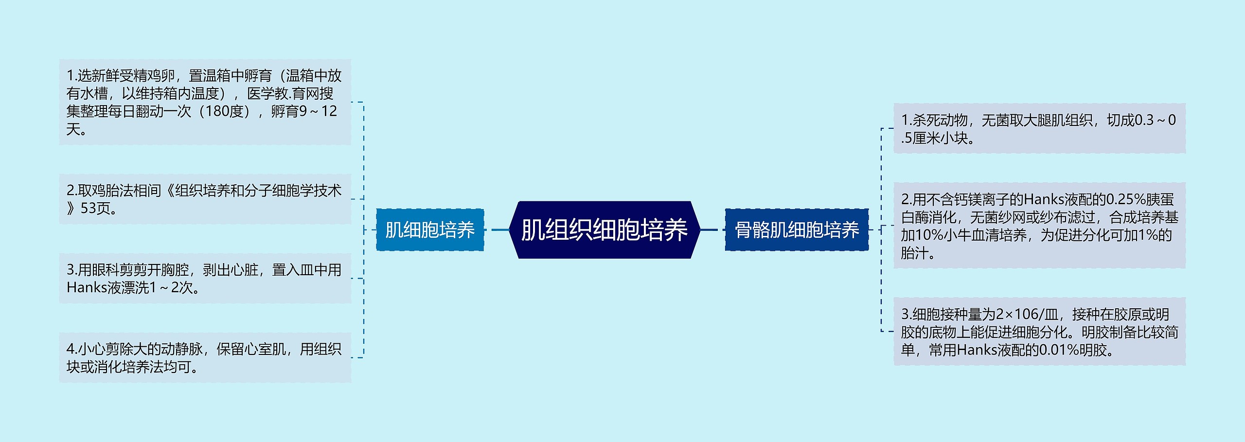 肌组织细胞培养 肌组织细胞培养