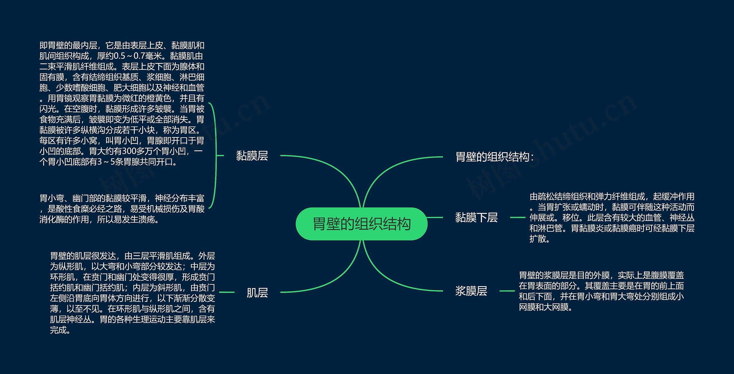 胃壁的组织结构 胃壁的组织结构