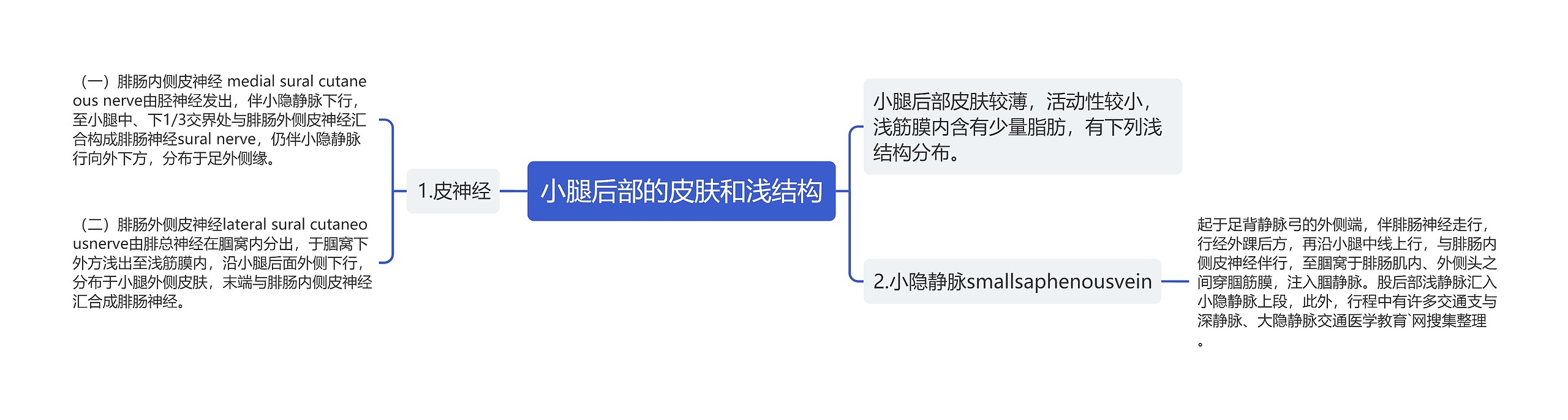 小腿后部的皮肤和浅结构思维导图