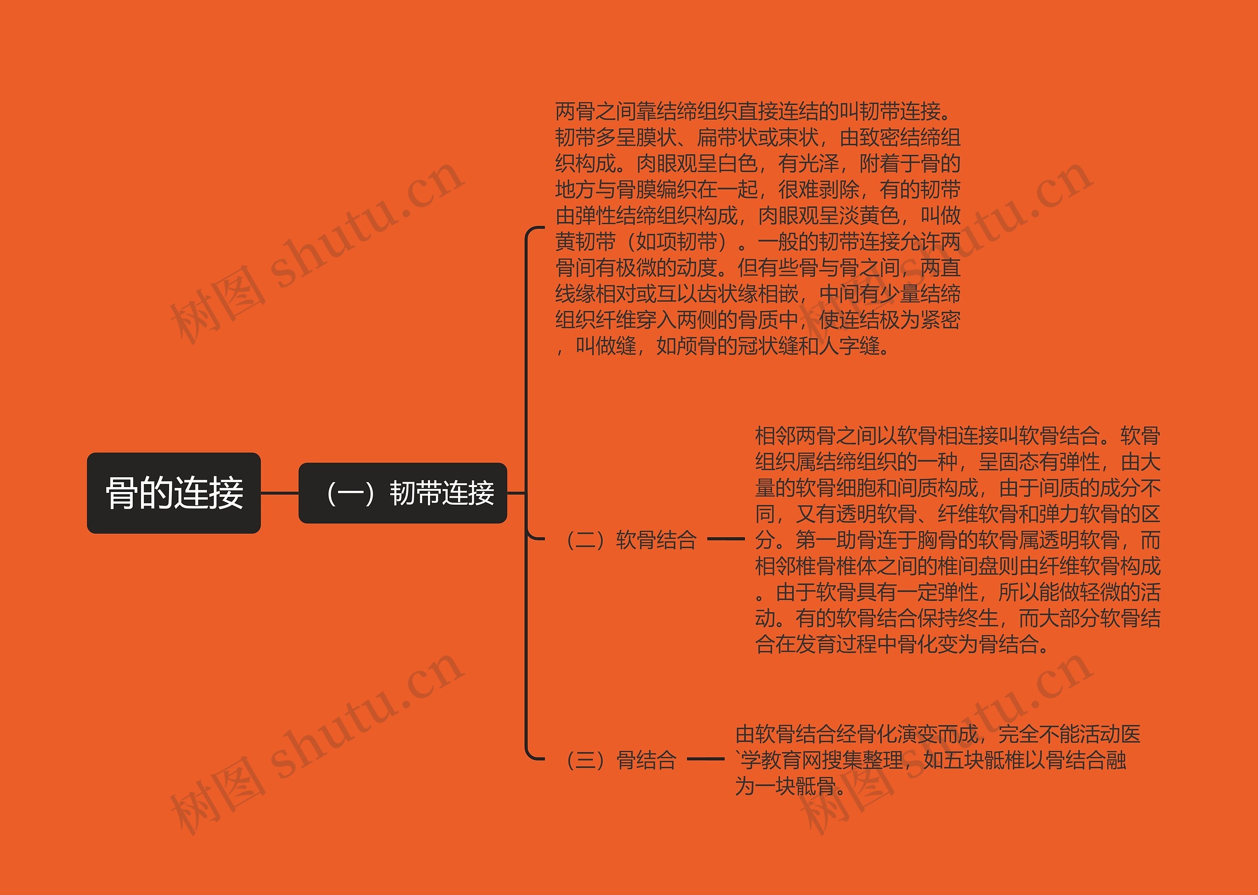 骨的连接 骨的连接