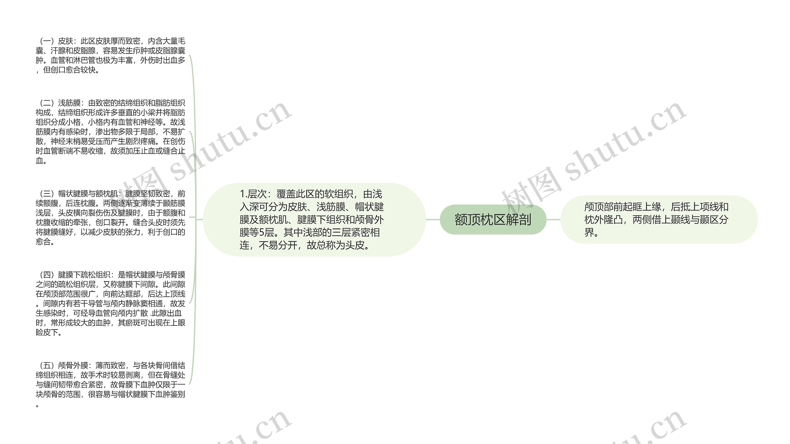 额顶枕区解剖 额顶枕区解剖
