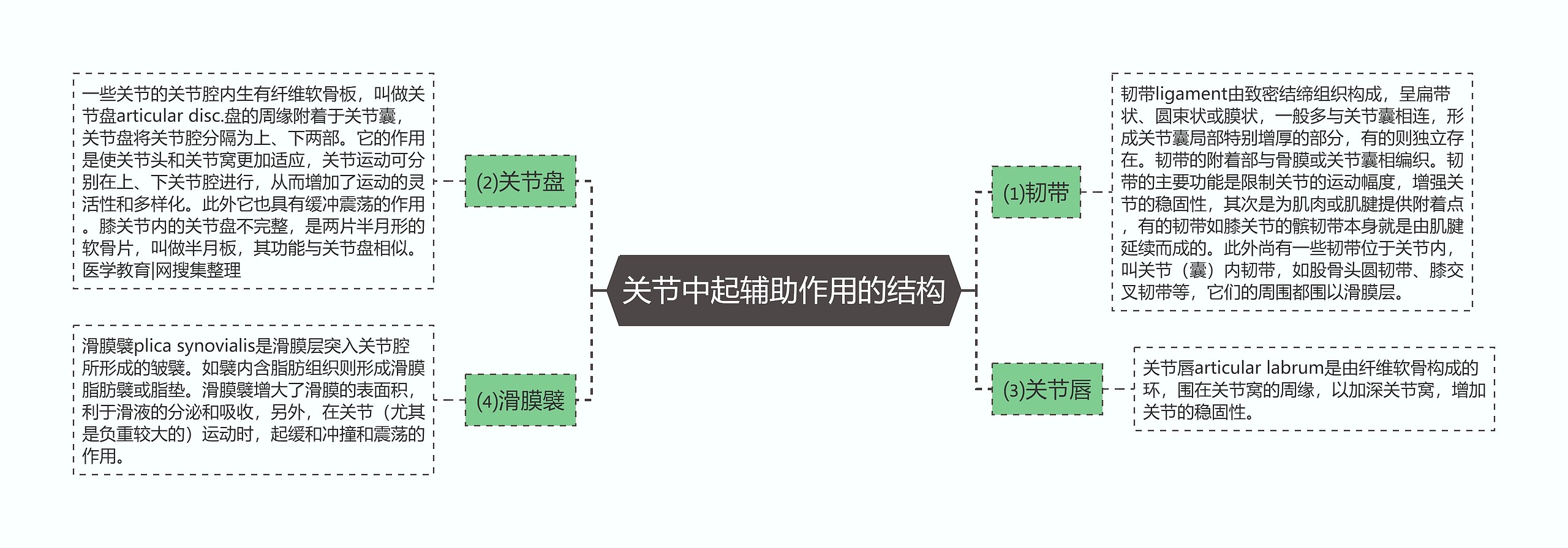 关节中起辅助作用的结构思维导图