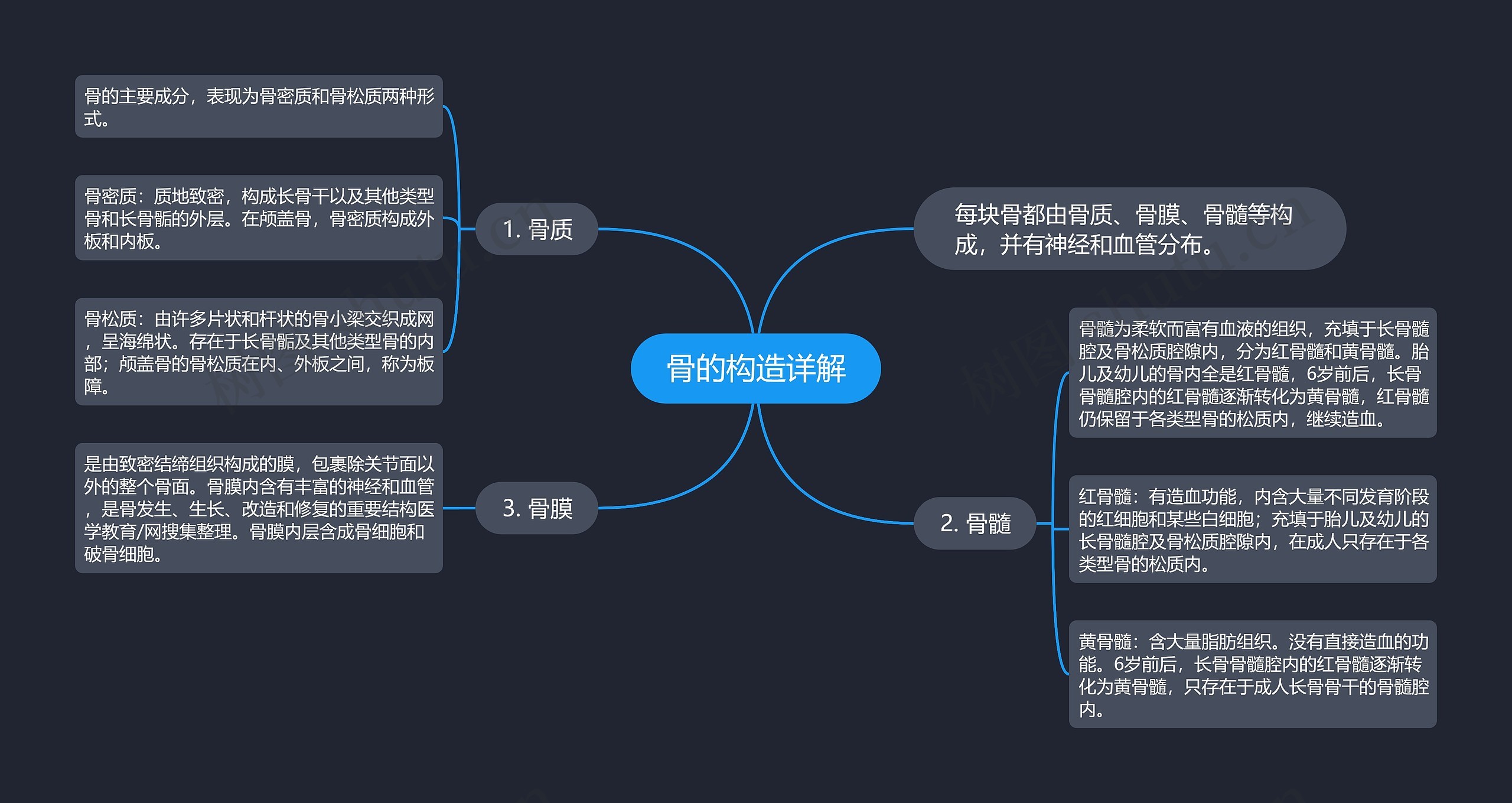 骨的构造详解