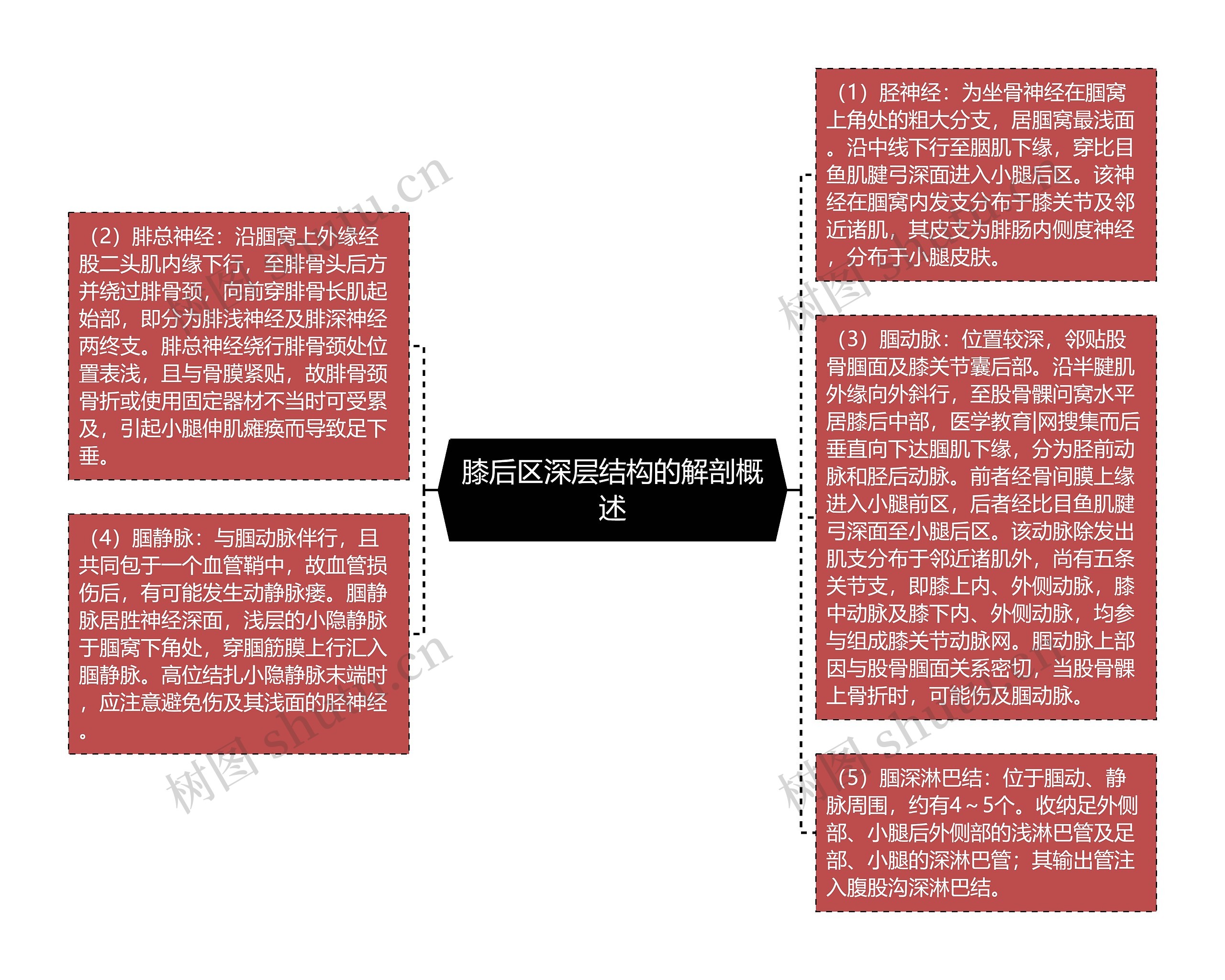 膝后区深层结构的解剖概述思维导图