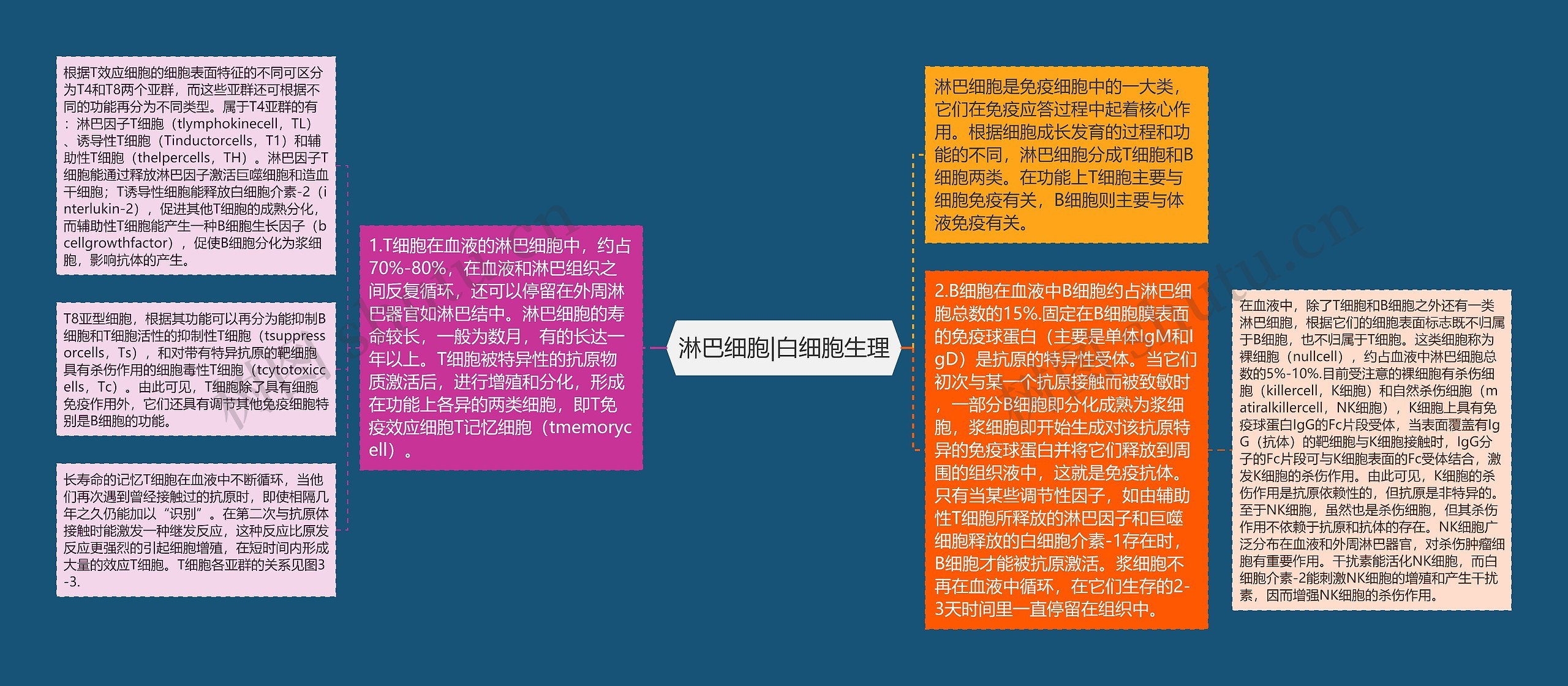 淋巴细胞|白细胞生理 淋巴细胞|白细胞生理