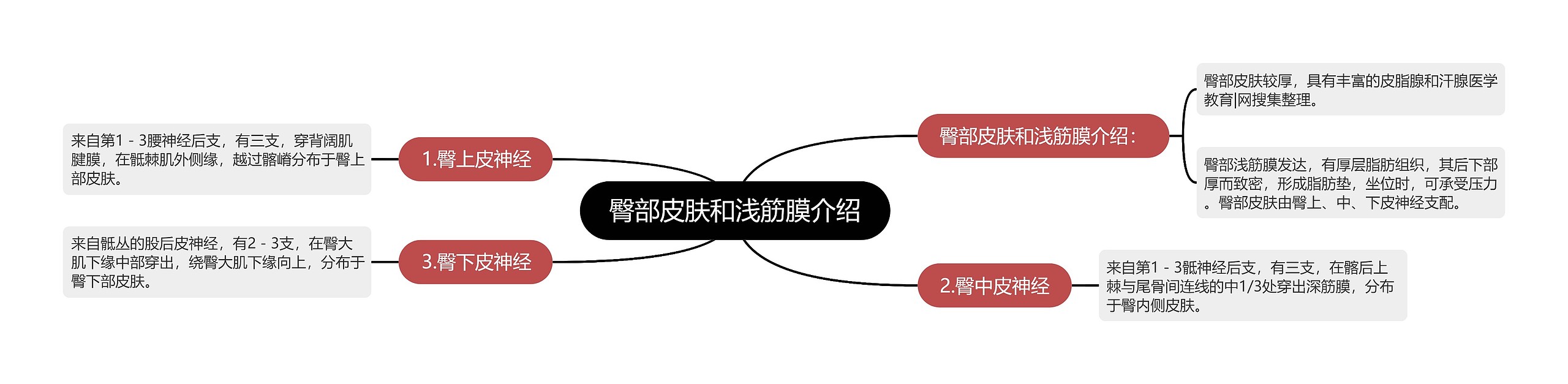 臀部皮肤和浅筋膜介绍思维导图