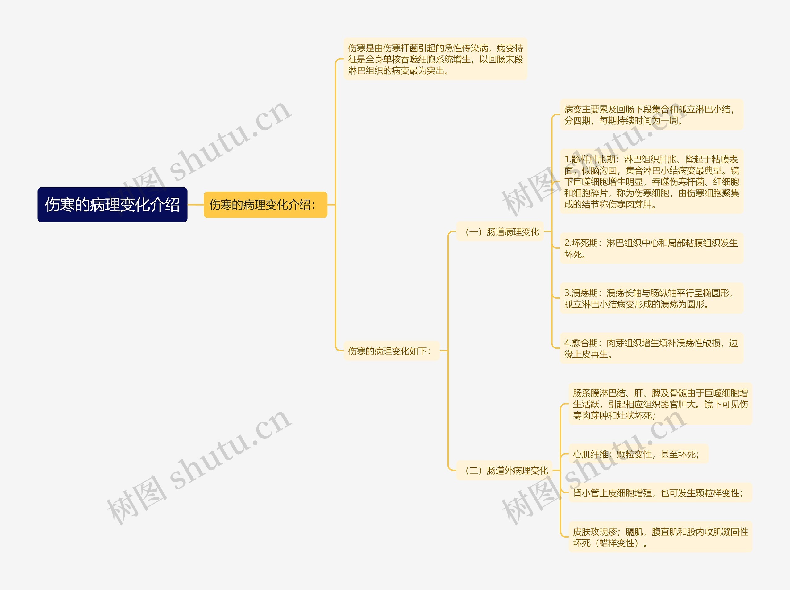 伤寒的病理变化介绍思维导图