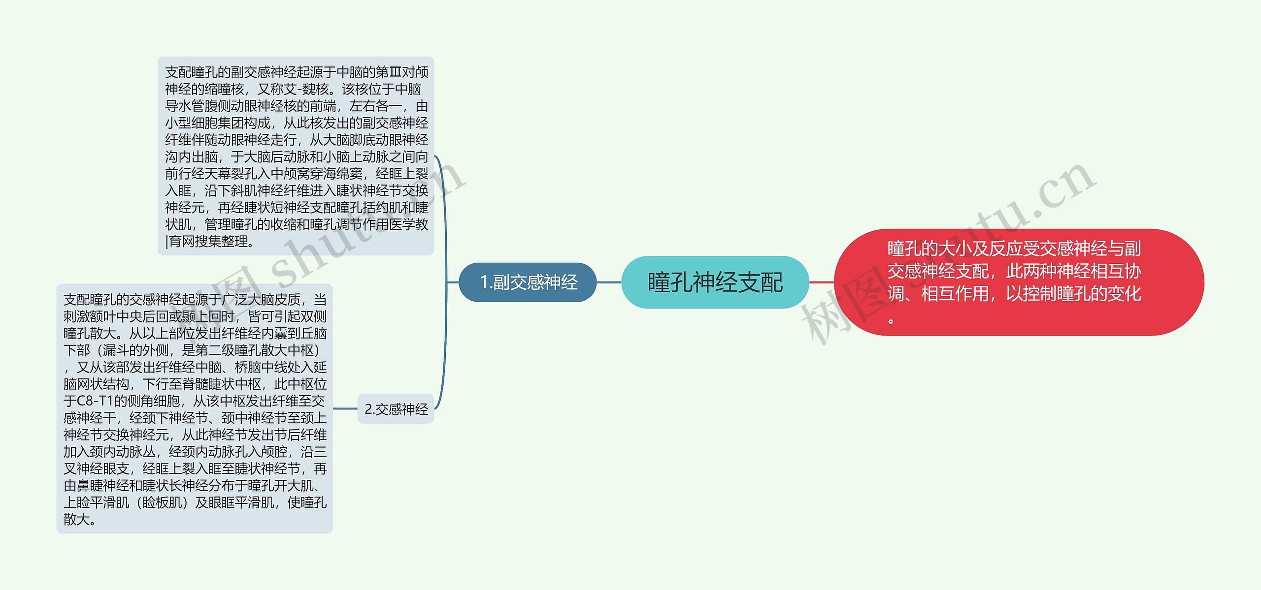 瞳孔神经支配