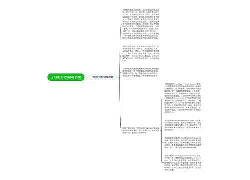 子宫的形态/结构功能