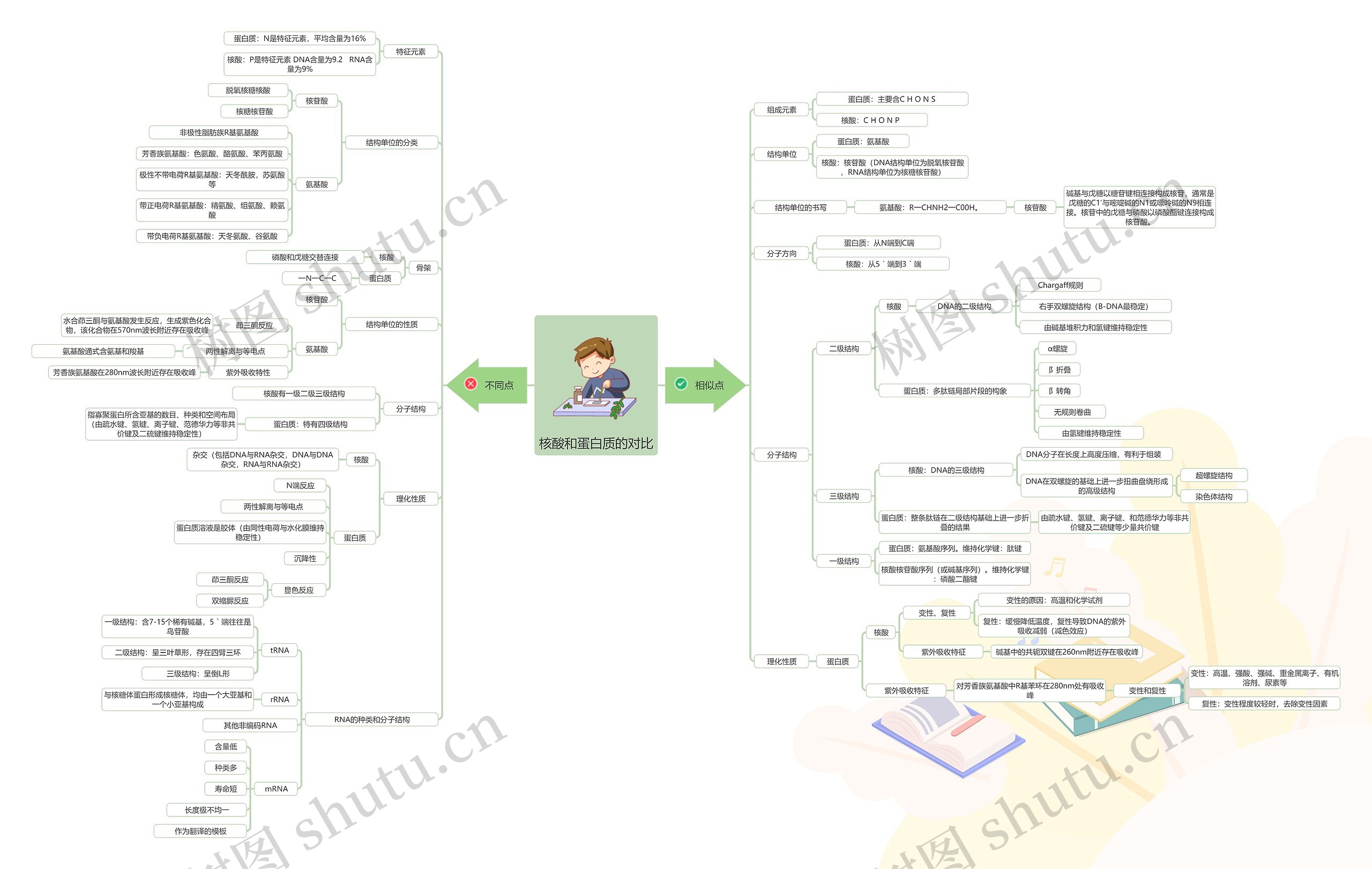 核酸和蛋白质的对比思维导图