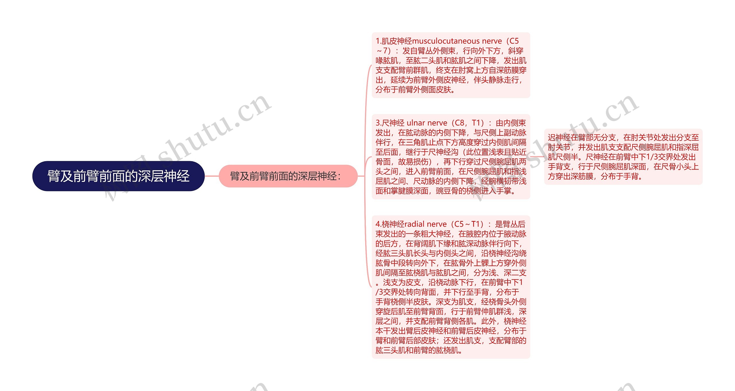 臂及前臂前面的深层神经思维导图