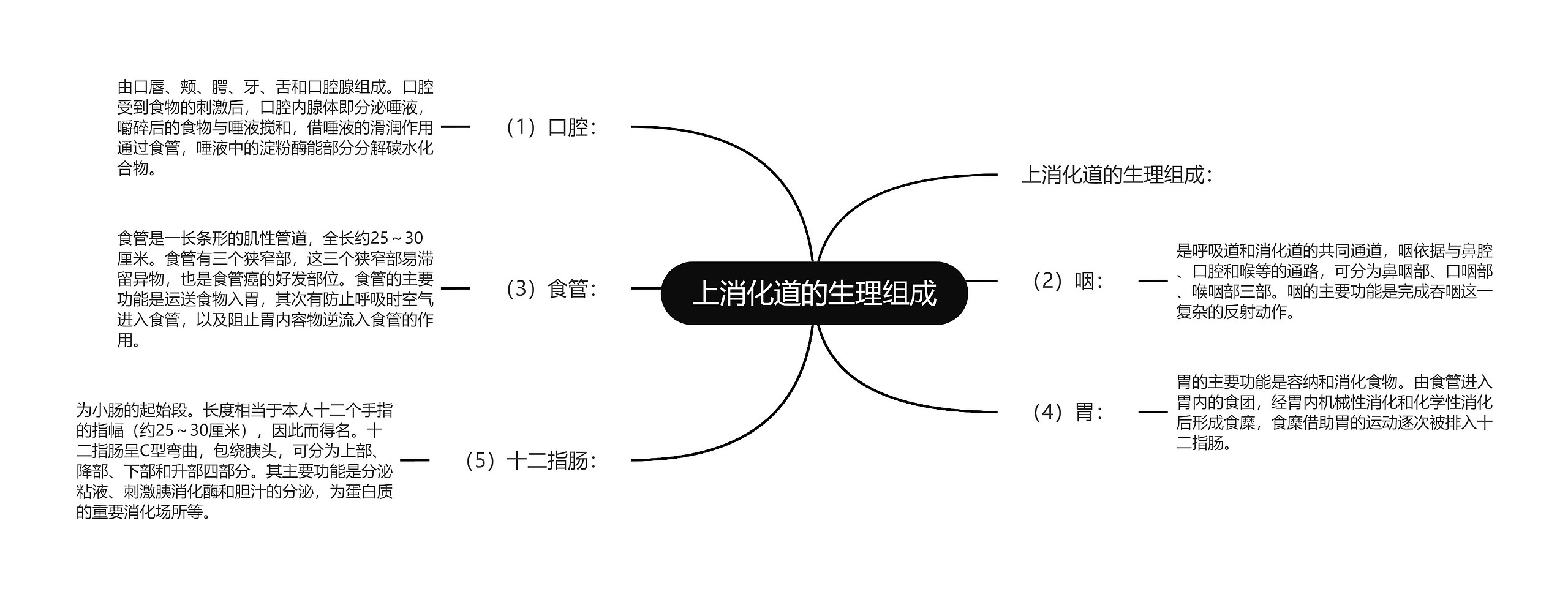 上消化道的生理组成思维导图