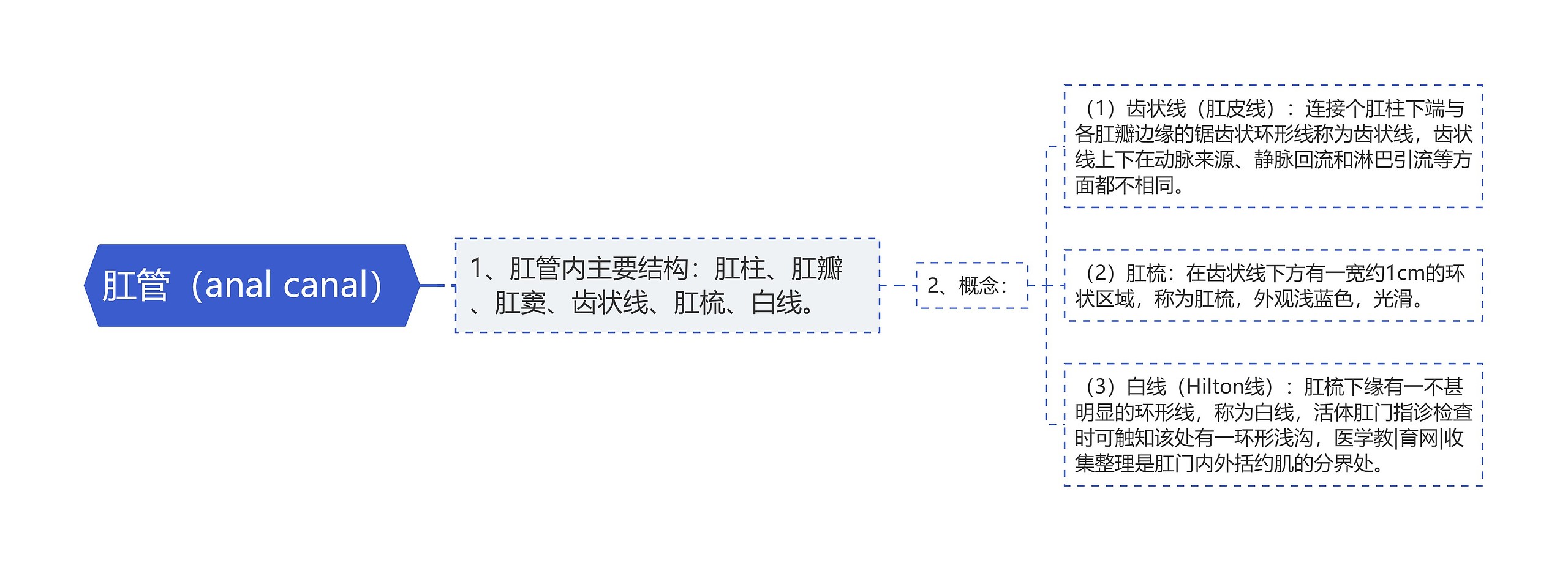 肛管（anal canal）思维导图