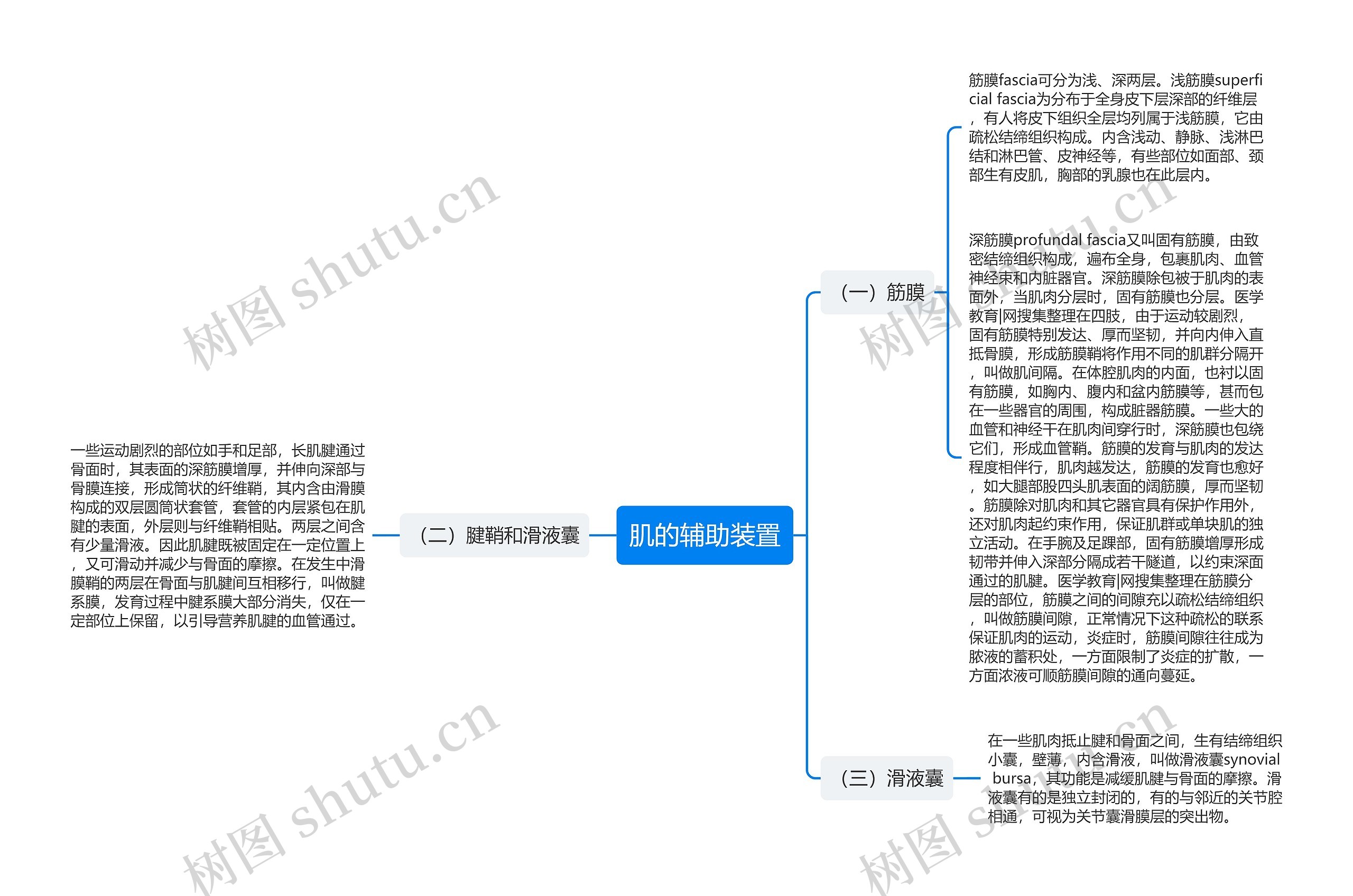 肌的辅助装置