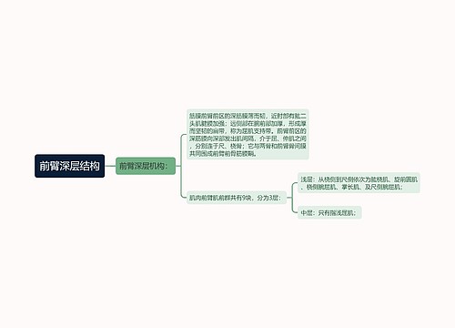 前臂深层结构