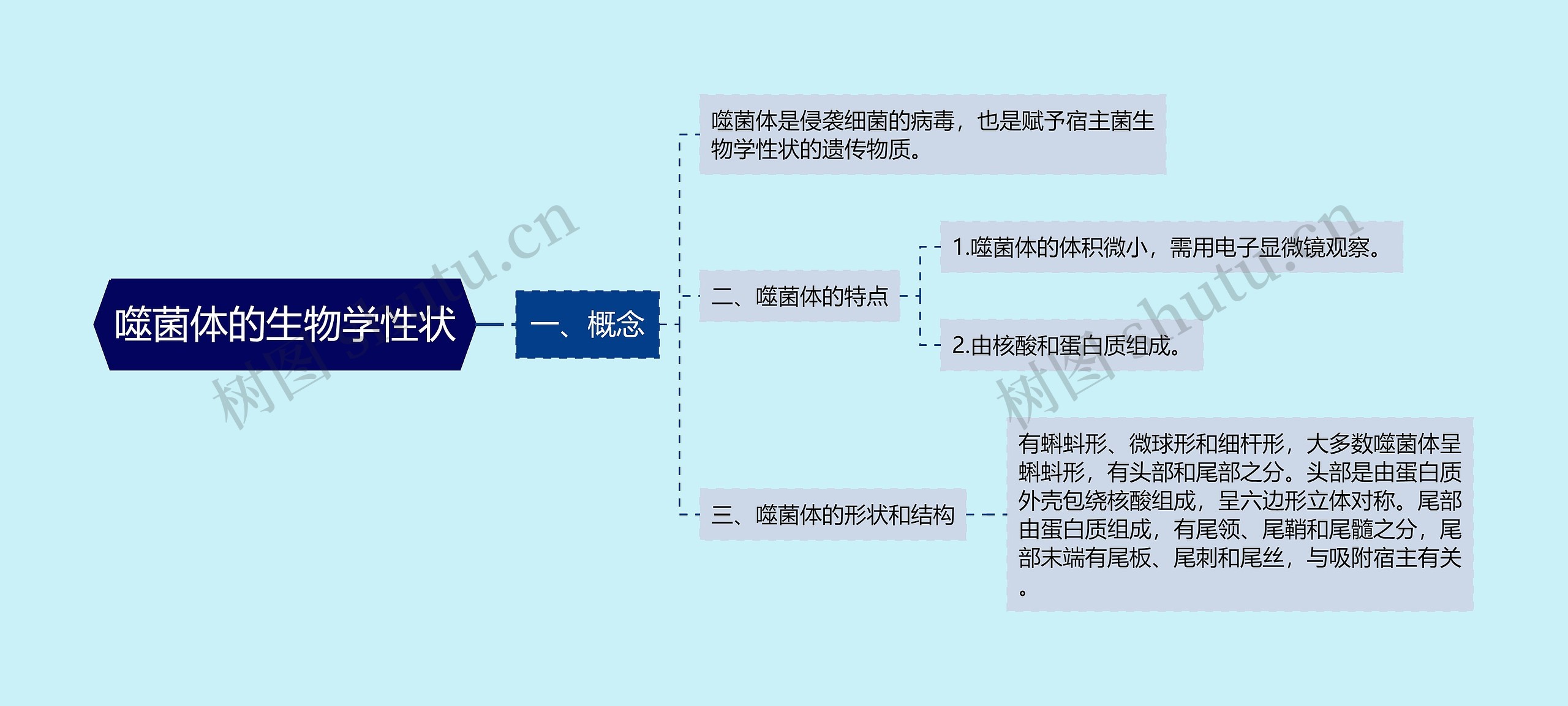 噬菌体的生物学性状思维导图