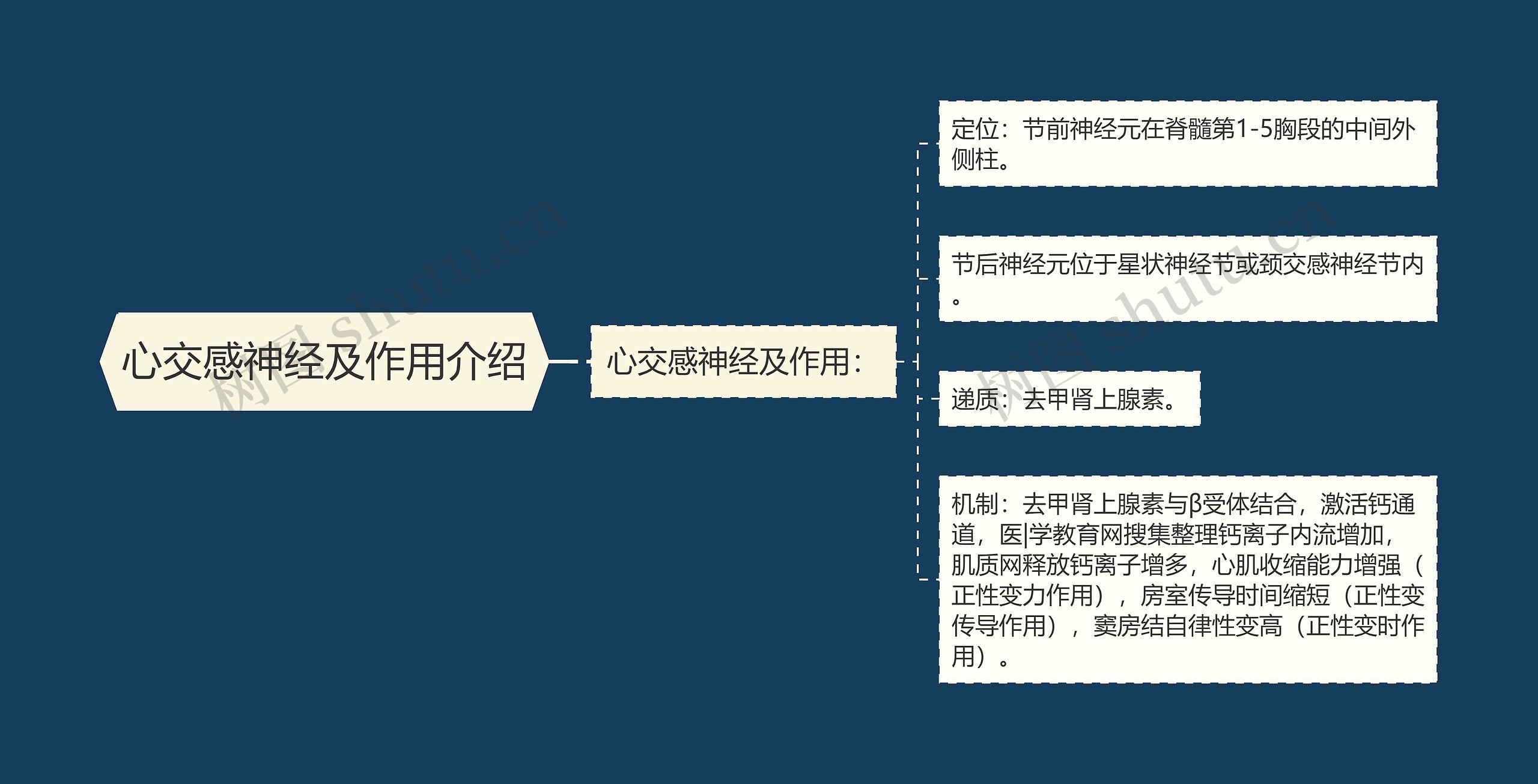 心交感神经及作用介绍思维导图