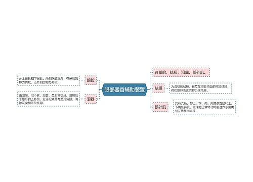 眼部器官辅助装置