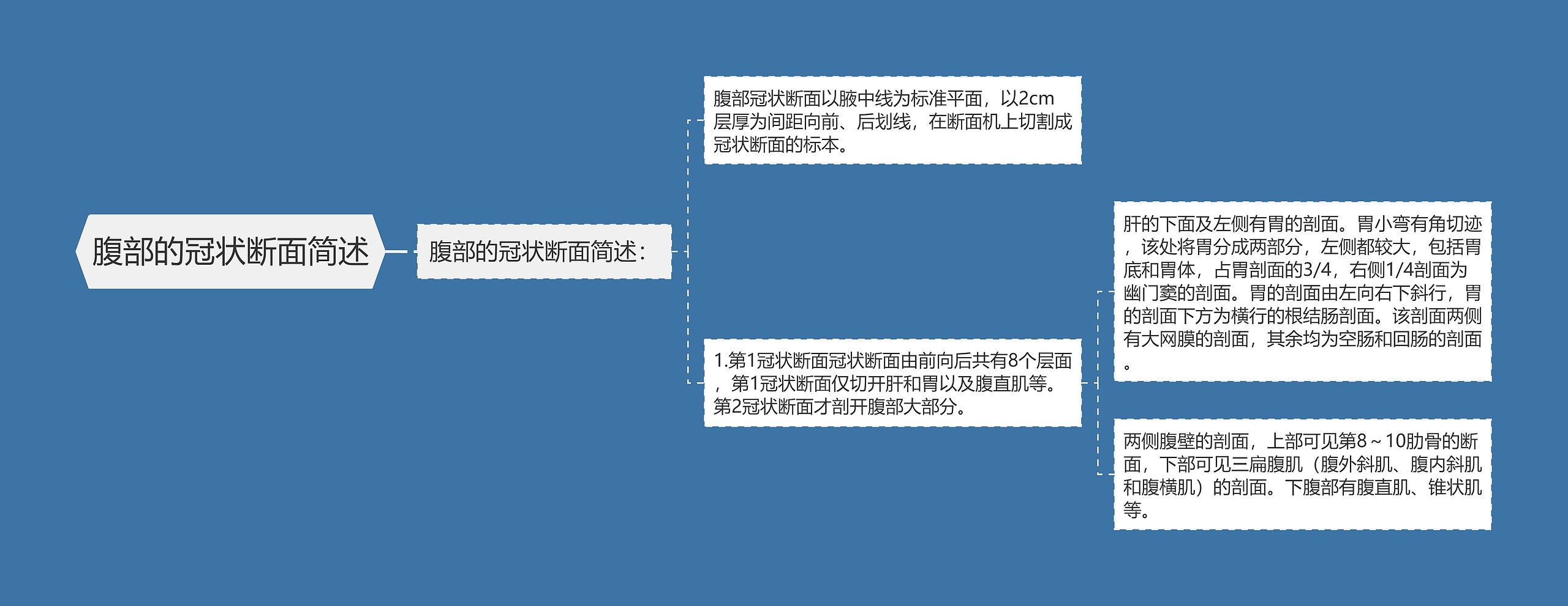 腹部的冠状断面简述思维导图