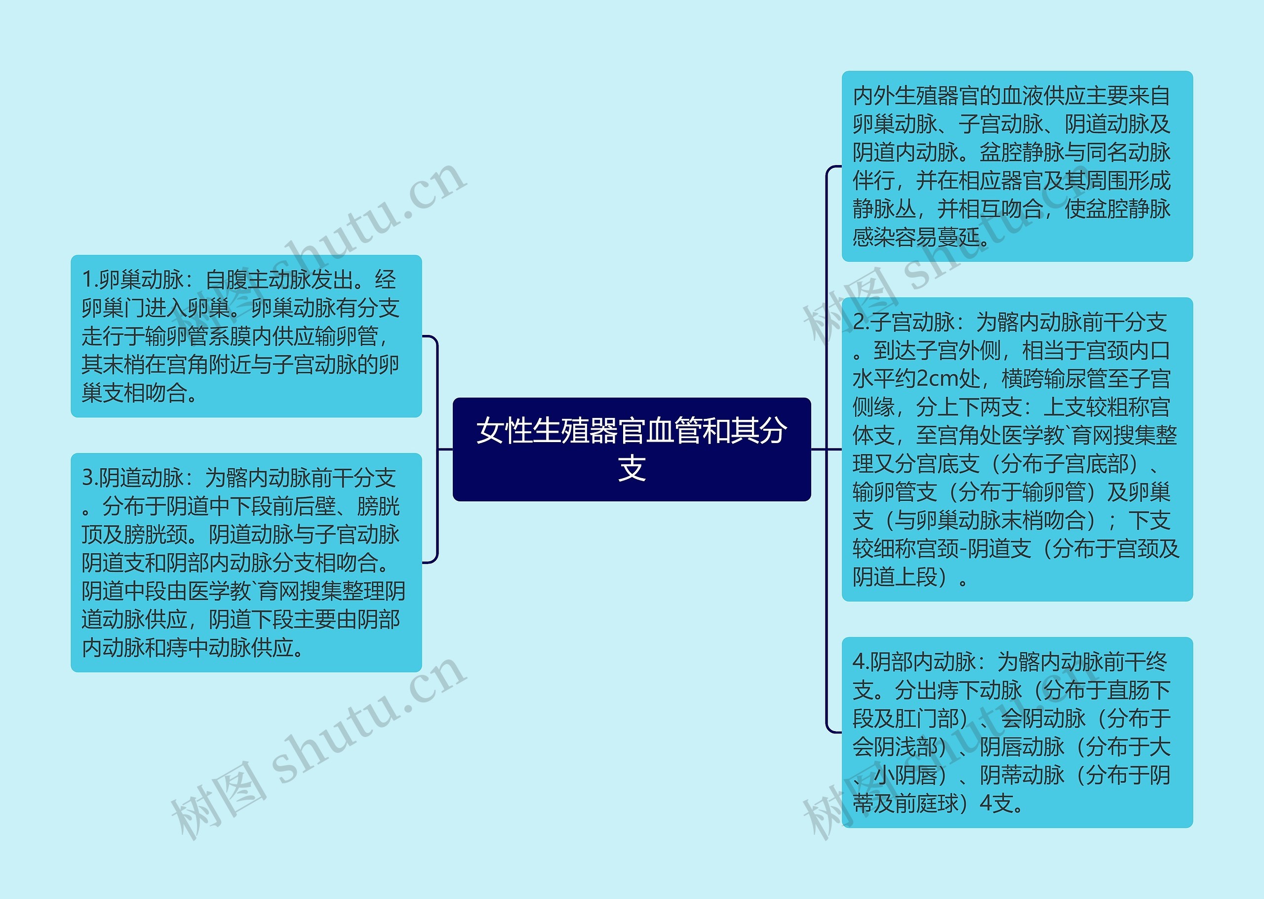 女性生殖器官血管和其分支