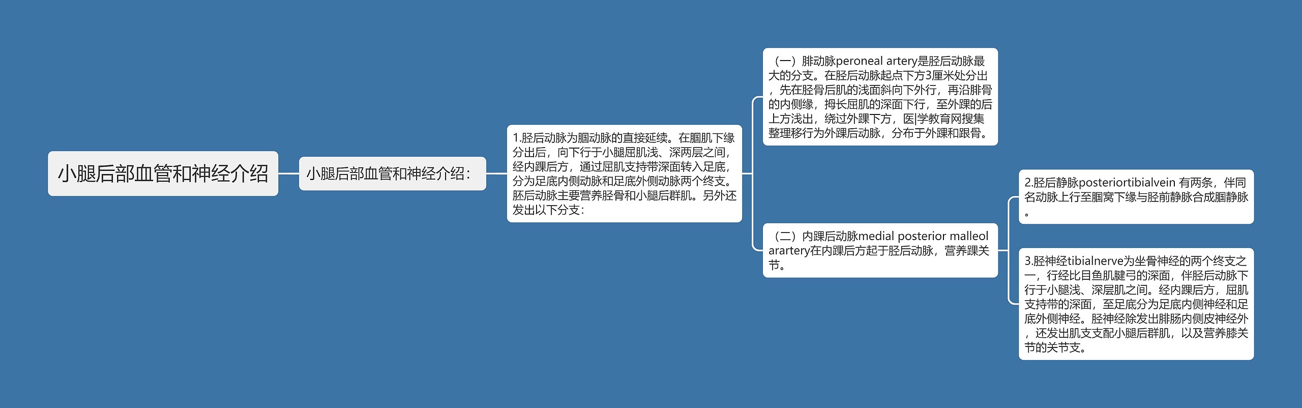 小腿后部血管和神经介绍思维导图