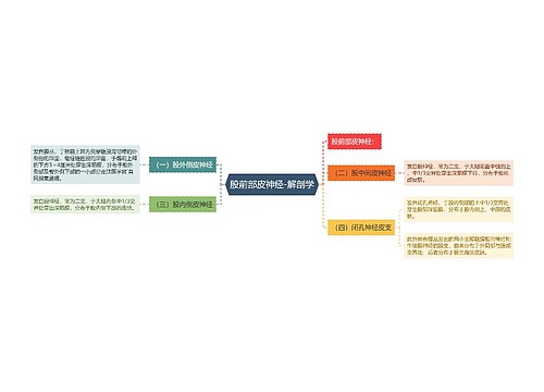 股前部皮神经-解剖学