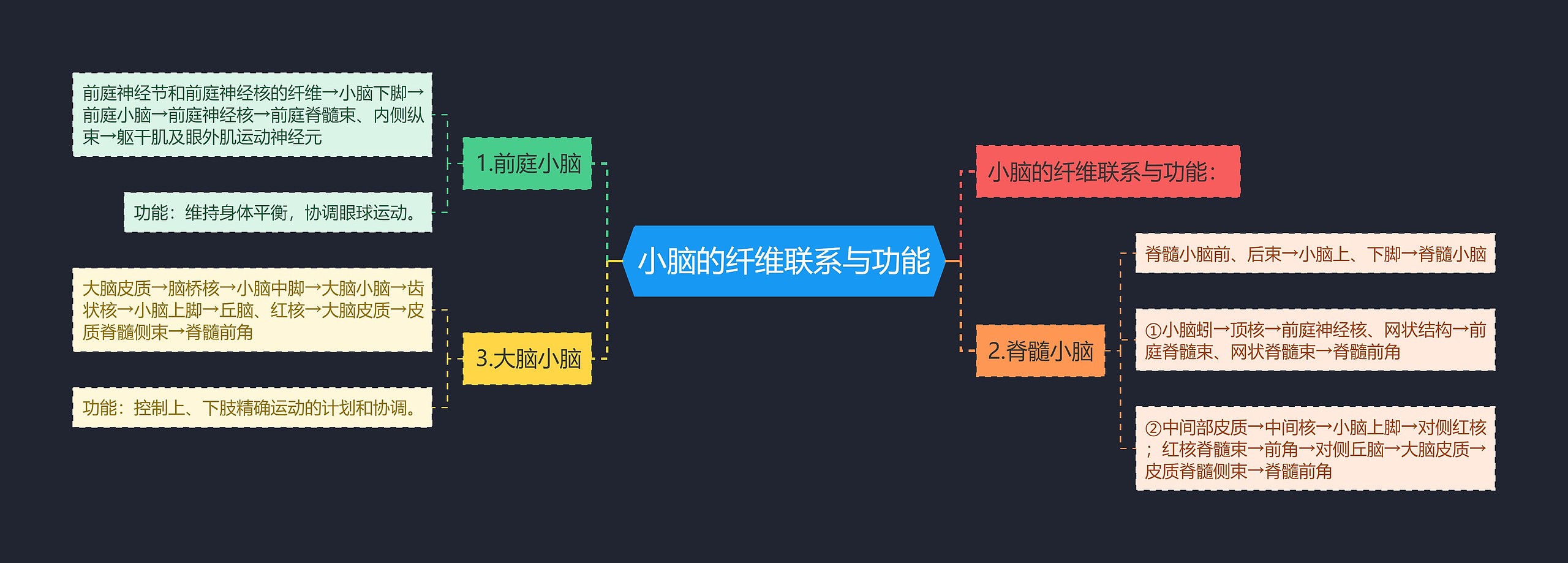 小脑的纤维联系与功能思维导图