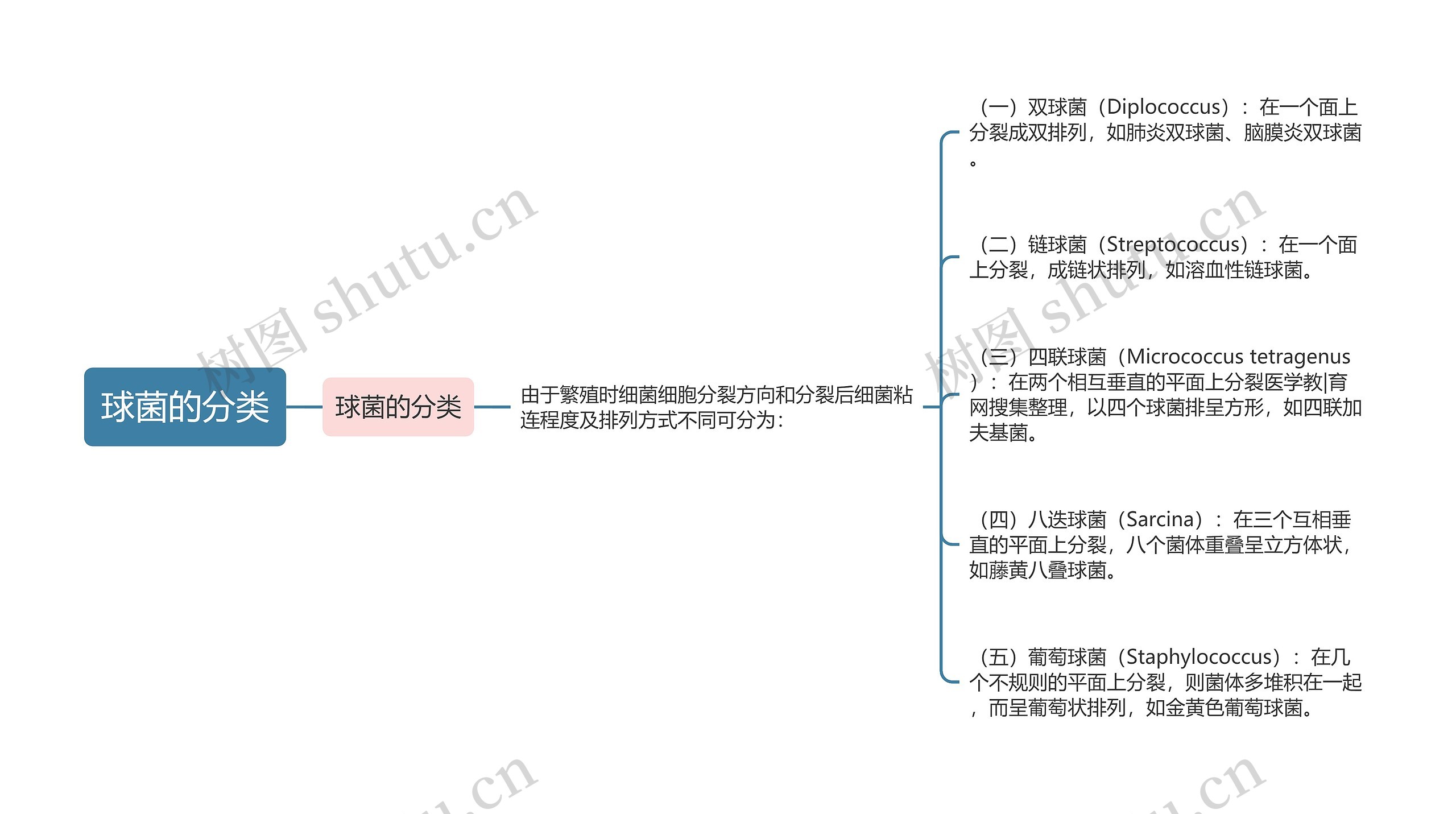 球菌的分类思维导图