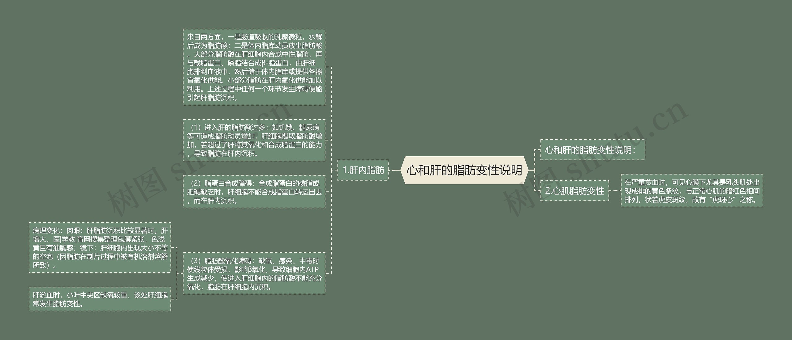 心和肝的脂肪变性说明思维导图