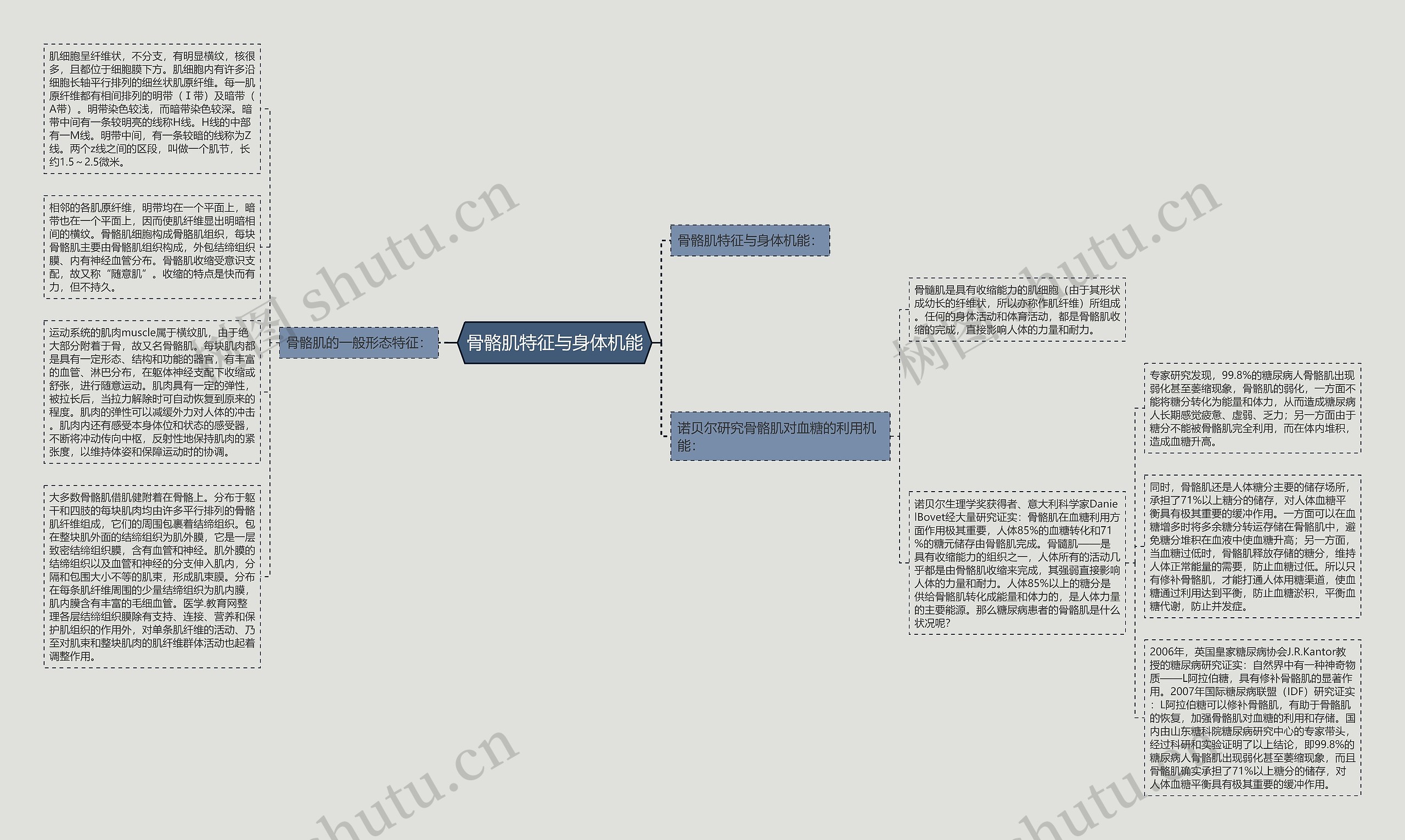 骨骼肌特征与身体机能思维导图