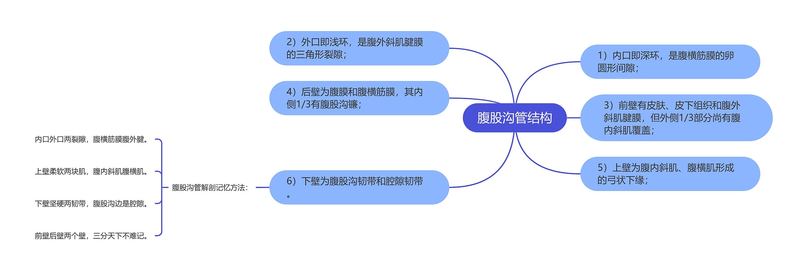 腹股沟管结构