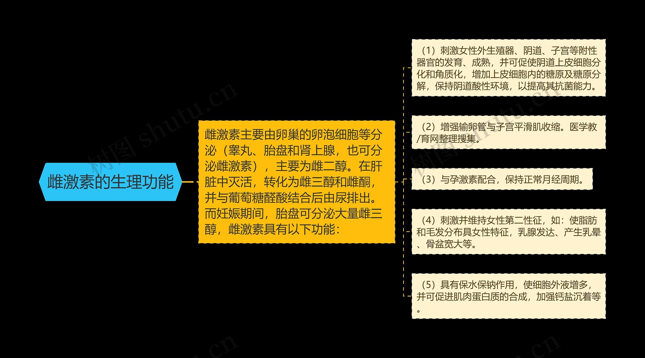 雌激素的生理功能