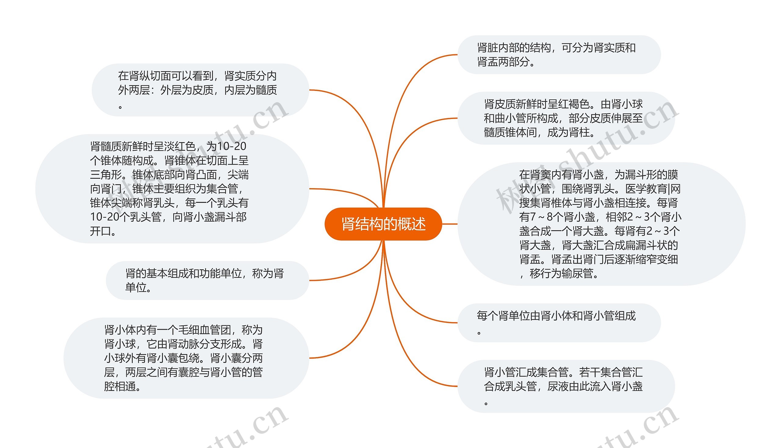 肾结构的概述思维导图