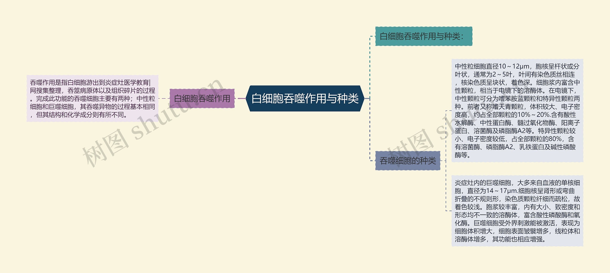白细胞吞噬作用与种类 白细胞吞噬作用与种类