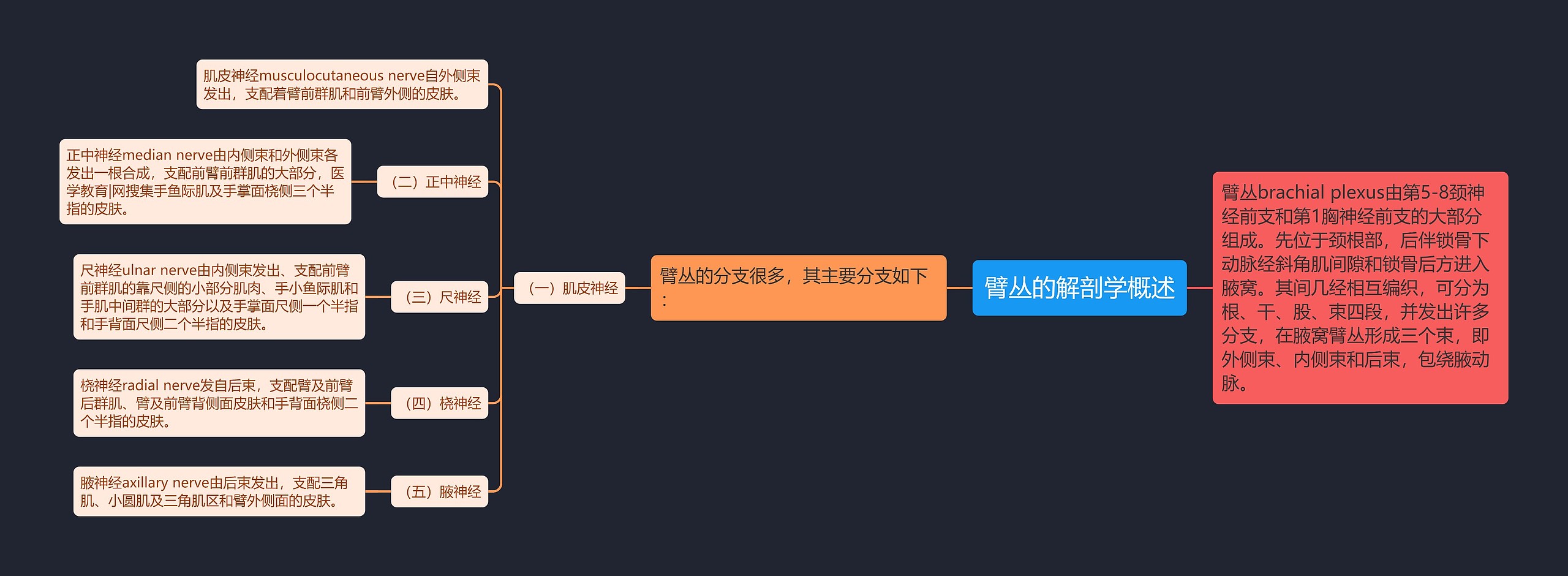 臂丛的解剖学概述